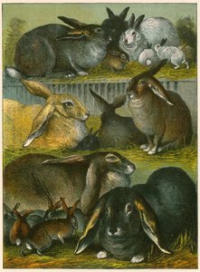 Rabbits