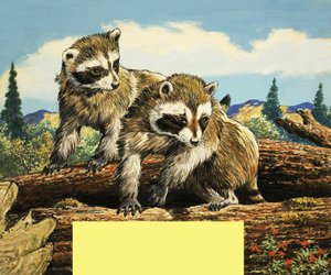 Racoons by English School