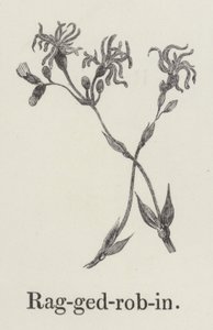Ragged robin by English School