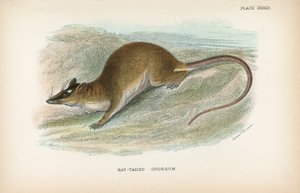 Rat-Tailed Opossum by English School