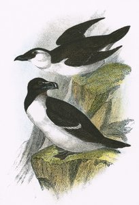 Razor Bill
