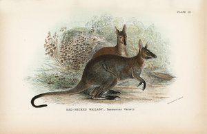 Red-Necked Wallaby, Tasmanian Variety