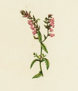 Red Bartsia, Bartsia Odontites by English School