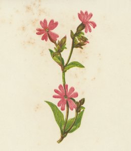 Red Campion, Lychnis Dioica by English School