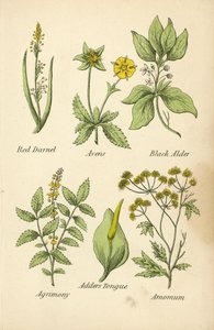 Red Darnel, Avens, Black Alder, Agrimony, Adder