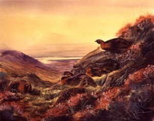 Red Grouse in Moorland, c.1890 by English School