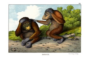 Red Orangutan by English School