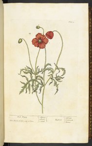 Red Poppy, Plate 2 from 