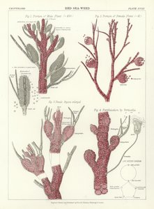 Red Sea-Weed by English School