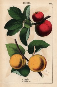 Red apples and apricots, from 