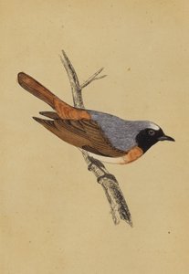 Redstart