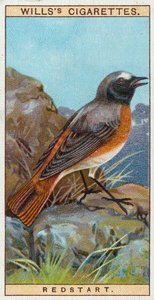 Redstart by English School