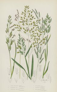 Reed Meadow Grass, Floating Meadow Grass, Creeping Sea Meadow Grass, Reflexed Meadow Grass by English School