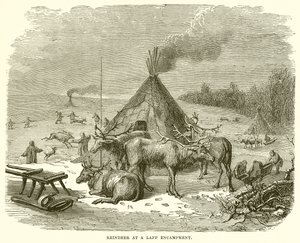 Reindeer at a Lapp Encampment by English School