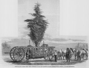Removal of a Large Tree from Chiswick to the New Gardens of the Horticultural Society at South Kensington