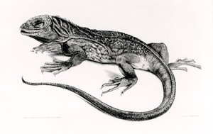 Reptile, Illustration from 