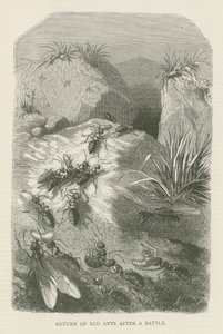 Return of red ants after a battle by English School