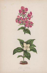 Rhexia Virginica; Cornus Canadensis by English School