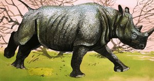 Rhinoceros