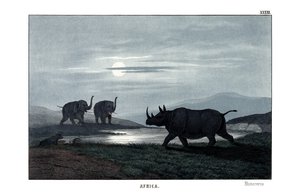 Rhinoceros by English School
