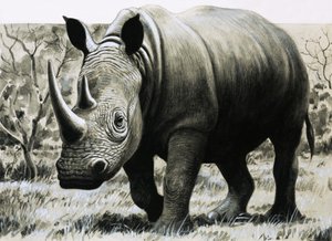 Rhinoceros