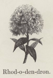 Rhododendron