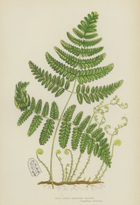 Rigid Three-Branched Polypody by English School