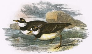 Ringed Plover by English School