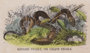Ringed Snake, or Grass Snake