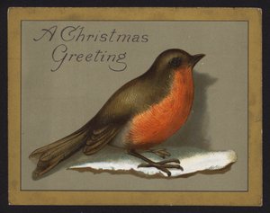 Robin