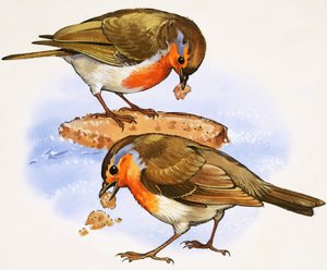 Robins eating a piece of bread