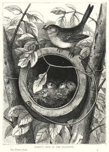 Robin