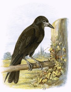 Rook