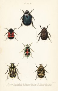 Rose chafer beetles and fiddler beetle by English School