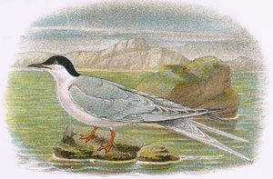 Roseate Tern