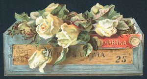 Roses in Cigar Box
