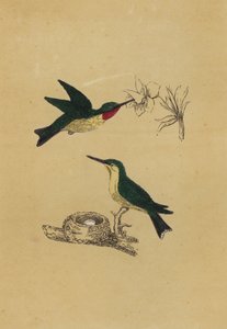 Ruby-Throated Humming-Bird by English School