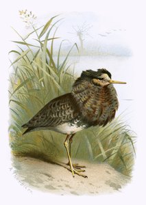 Ruff by English School