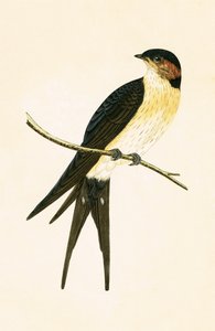 Rufous Swallow, illustration from 