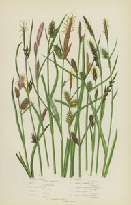 Russet Carex, Pale Carex, Long Bracteated Carex, Yellow Carex, Tawny Carex, Loose Carex by English School
