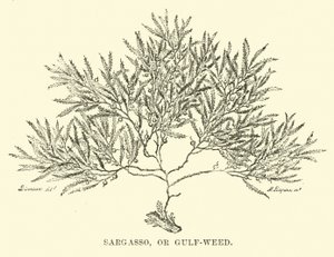 Sargasso, or Gulf-weed by English School
