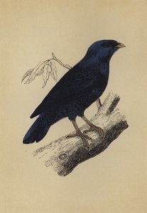 Satin Bird
