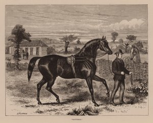 Saunterer