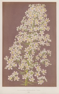 Saxifraga Longifolia Vera by English School