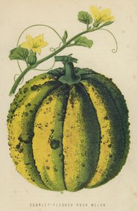 Scarlet-Fleshed Rock Melon by English School
