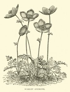 Scarlet Anemone by English School
