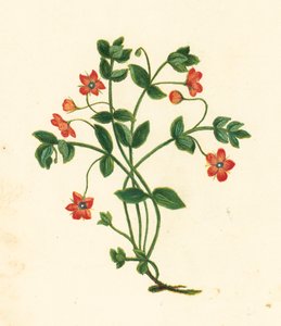 Scarlet Pimpernel, Anagallis Arvensis by English School
