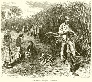 Scene on a Sugar Plantation
