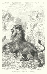 David Livingstone attacked by a lion in Africa by English School