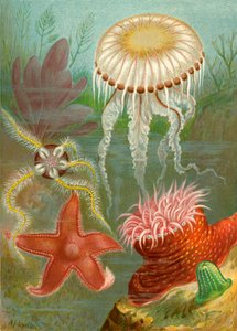 Sea Jellies and Sea Stars by English School